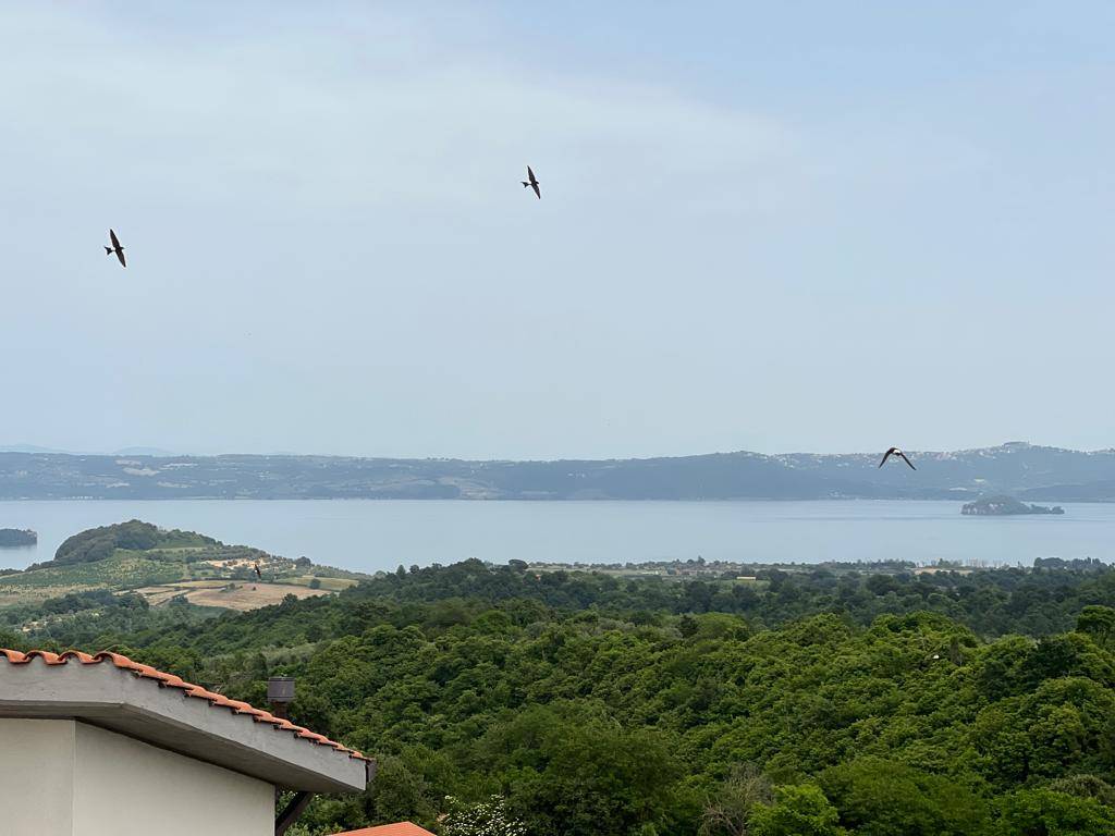 Vista