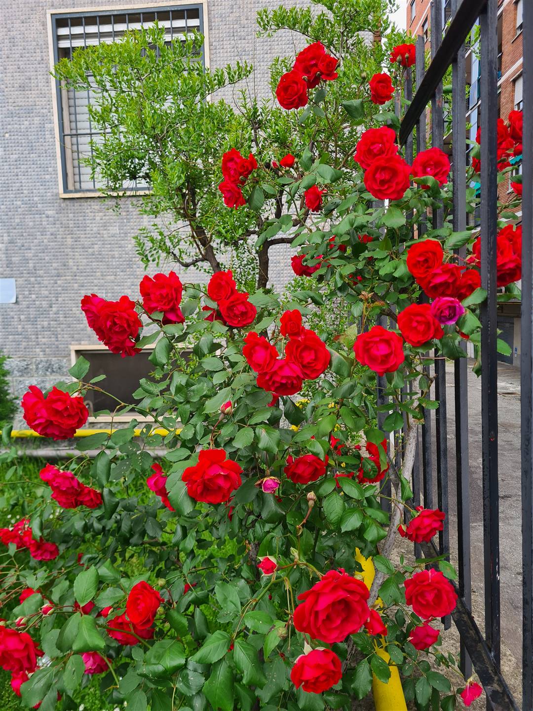 giardino comune